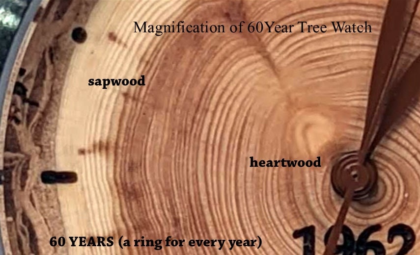 Tree Ring - 60 Years