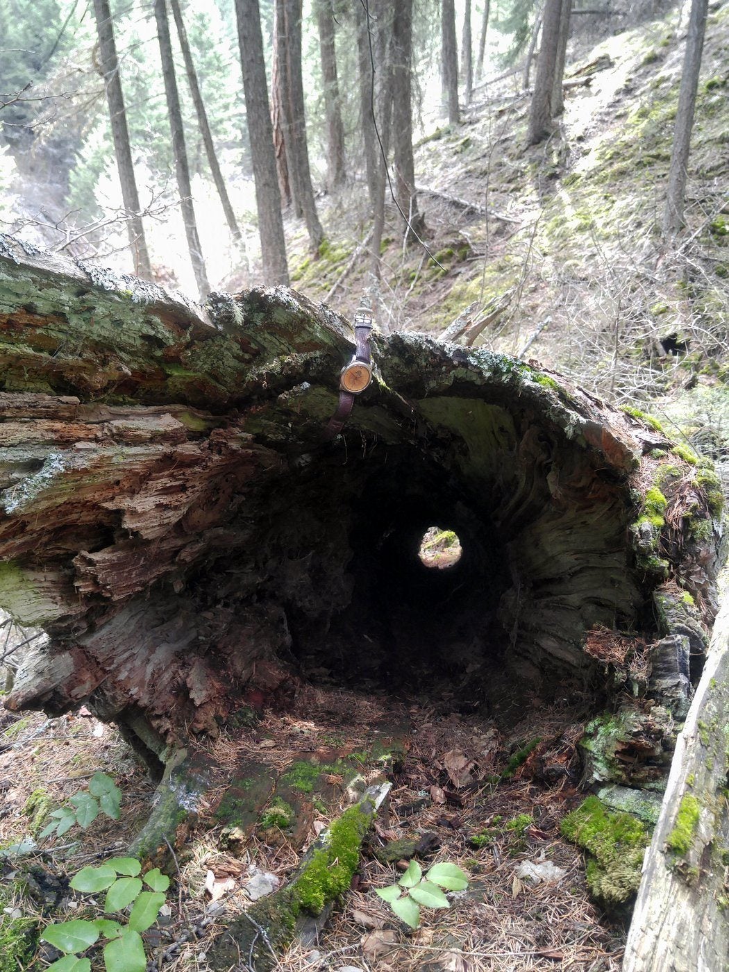 Fallen Hollow Log