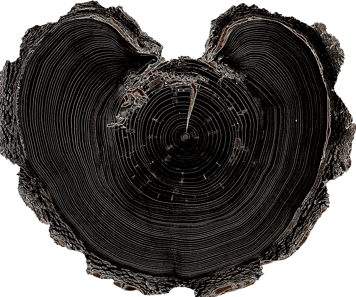 Heart | Tree Ring Co