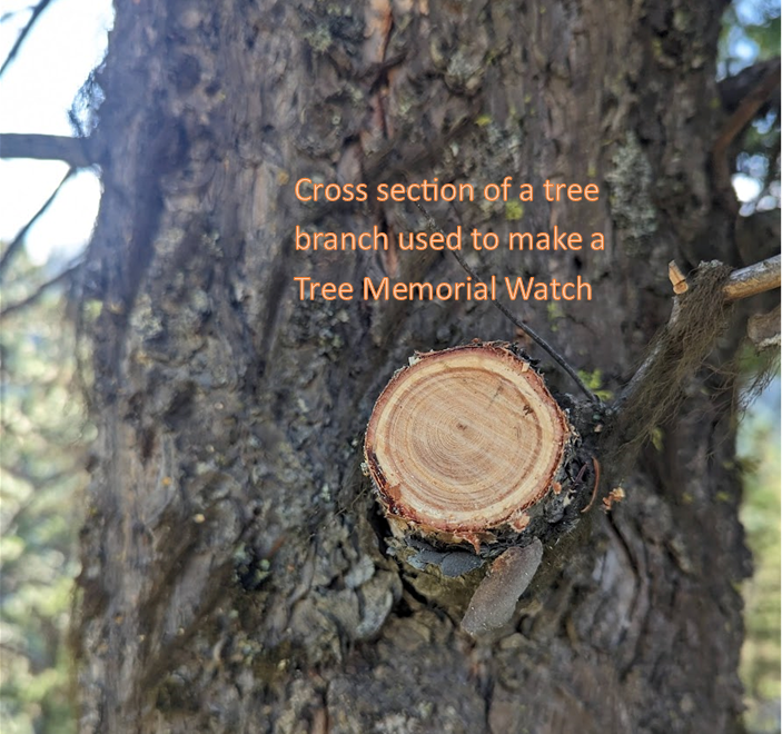 Memorial Tree Watch with Urn for Ashes | Remember Loved Ones – Tree Ring Co