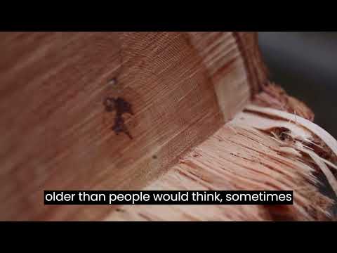 Custom Wood Tree Ring Watch