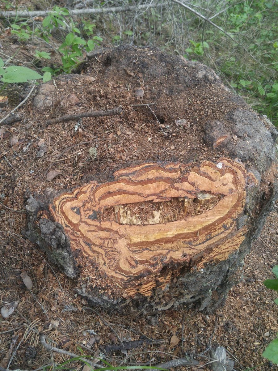 Gaia Wood Tree Pendant (1 inch) - Tree Ring Co