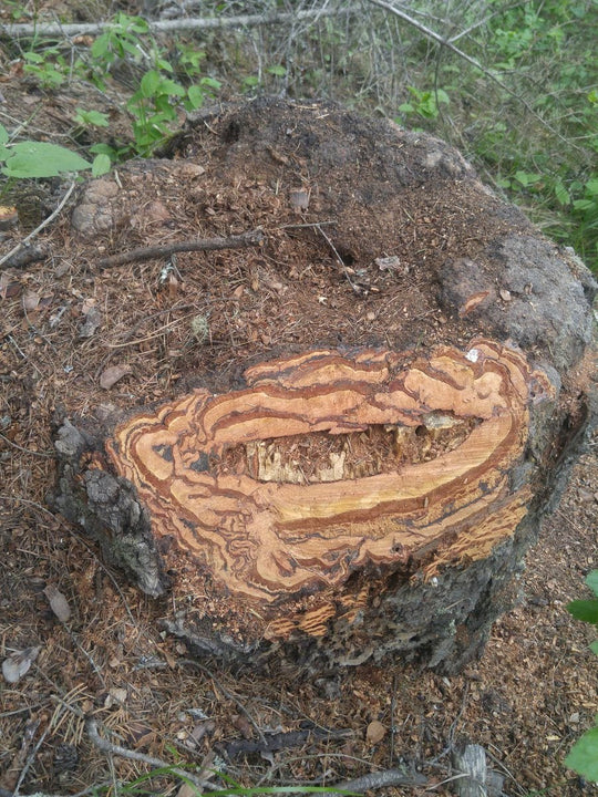 Gaia Wood Tree Pendant (1.25 inch) - Tree Ring Co