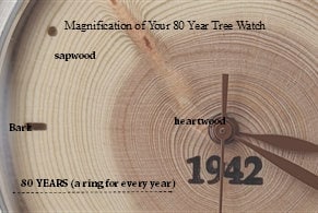 Tree Ring - 80 Years