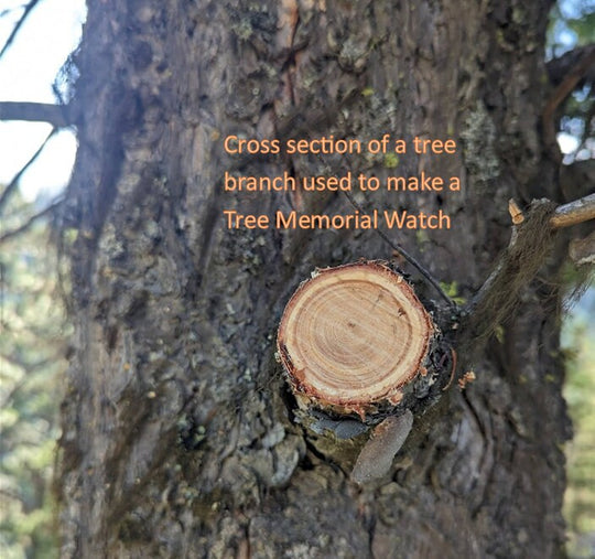 Cross section of a tree branch illustrating the natural wood used for a Tree Ring Memorial Watch.